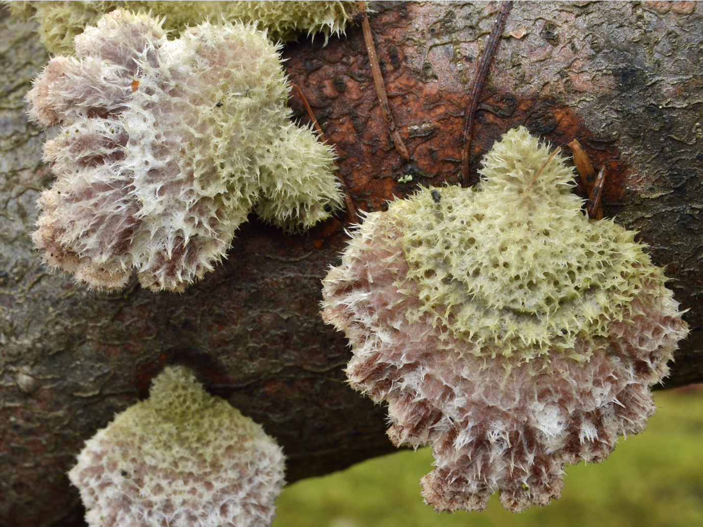 GGBN Portal Release.png