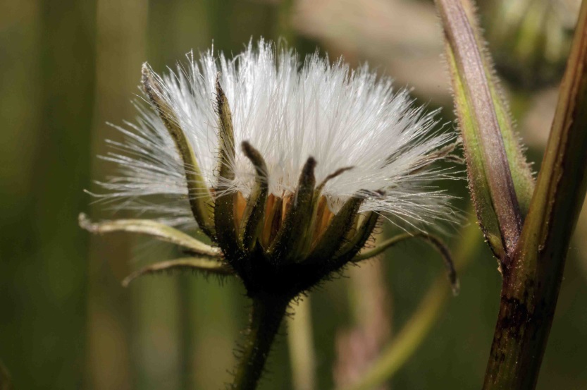 Fruchtstand von Crepis mollis
