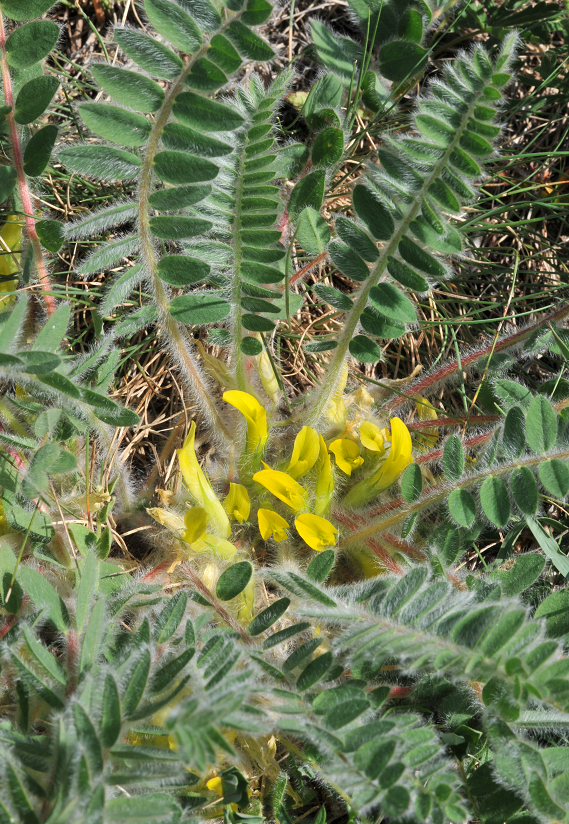 Astragalus exscapus (Habitus der Pflanze)