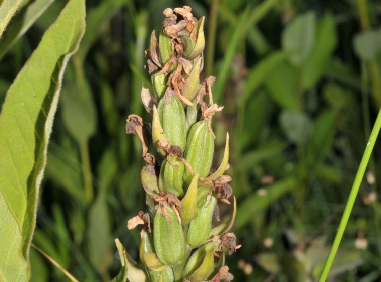Fruchtstand von Dactyiorhiza majalis