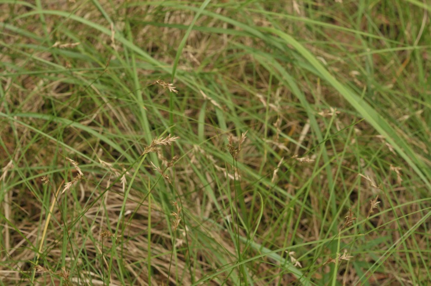 Habitus von Carex pseudobrizoides