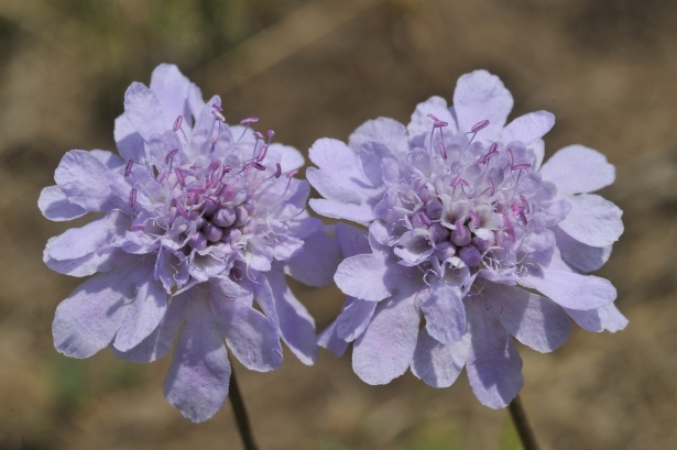 Blütenstand von Scabiosa canescens