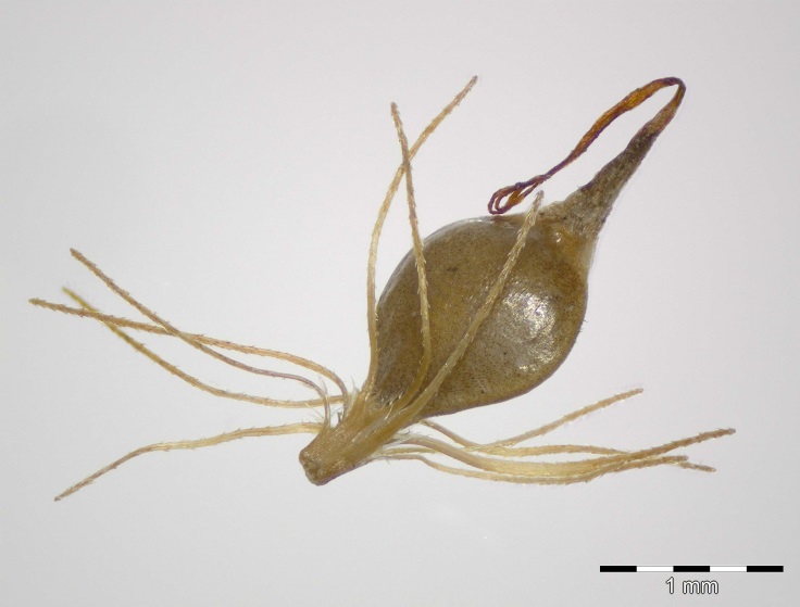 Frucht von Rhynchospora alba