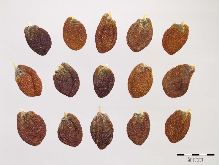 Samen von Cochlearia bavarica