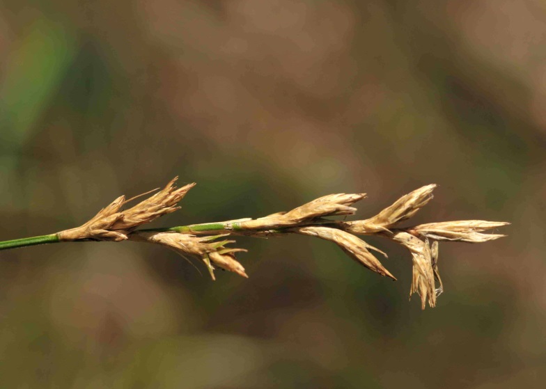 Fruchtstand von Carex pseudobrizoides