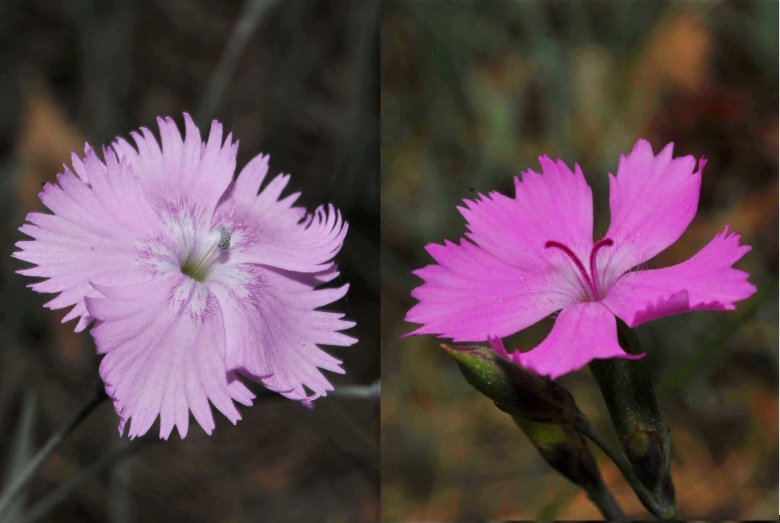 Färbungen der Blüten von Dianthus gratianopolitanus