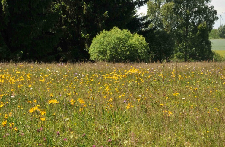 Lebensraum Arnikawiese