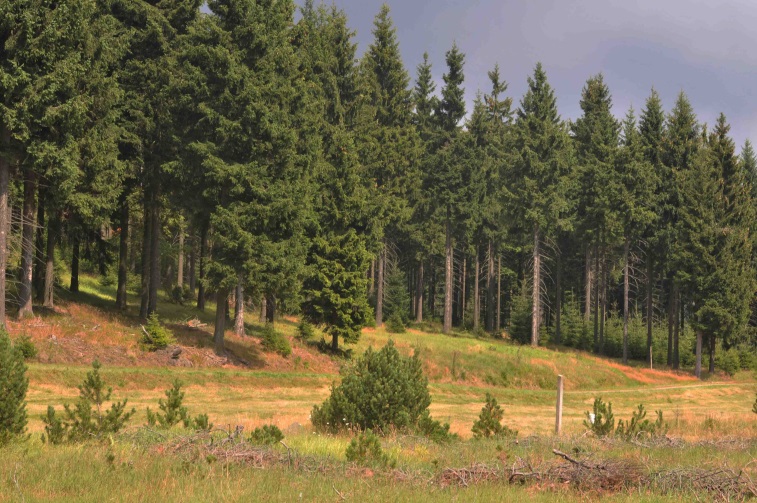 Lebensraum von Crepis mollis