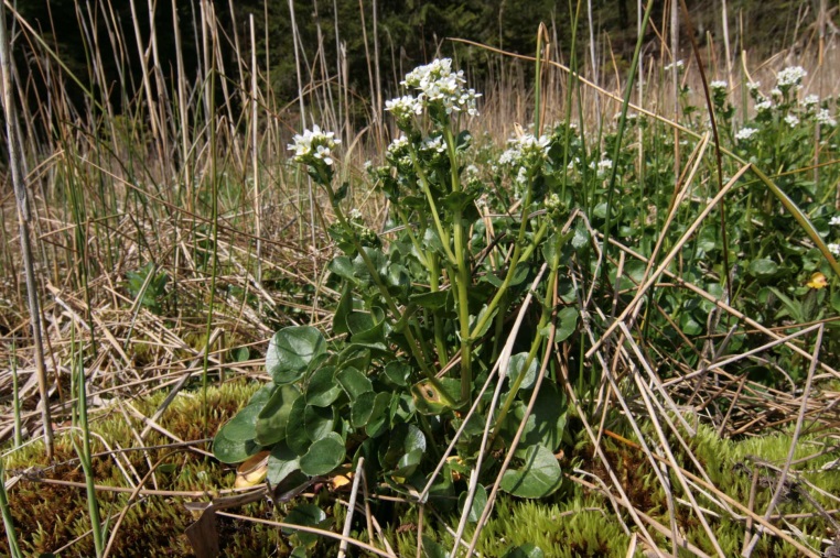 Habitus von Cochlearia bavarica