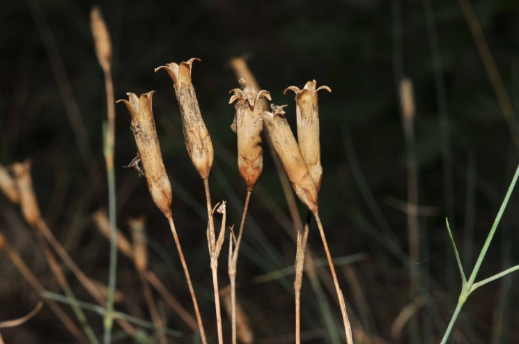Fruchtstand von Dianthus gratianopolitanus (Foto: E. Zippel)