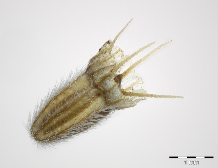 Frucht von Scabiosa canescens