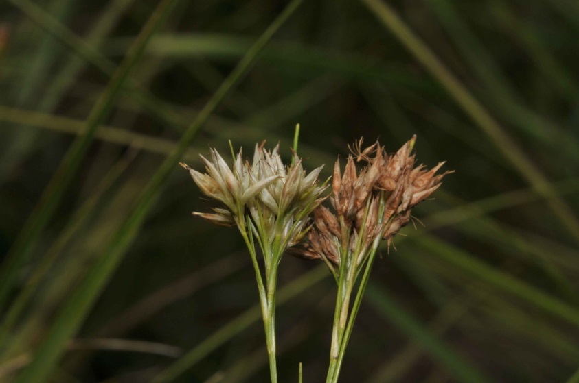 Blüten und Fruchtstand von Rhynchospora alba