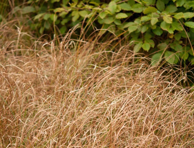 Rasen-Lebensraum von Carex pseudobrizoides