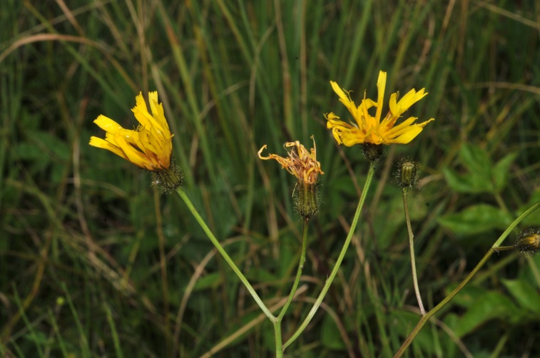 Blütenstand von Crepis mollis