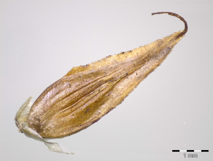 Frucht von Carex pseudobrizoides