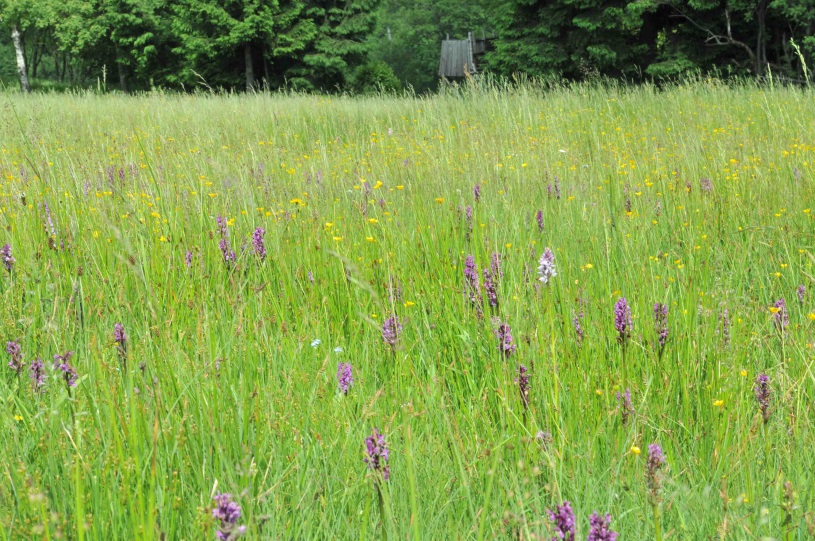 Lebensraum von Dactyiorhiza majalis (Foto: E. Zippel)