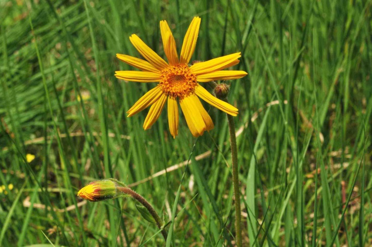Habitus von Arnica montana