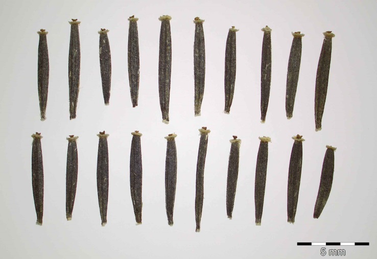 Früchte von Arnica montana