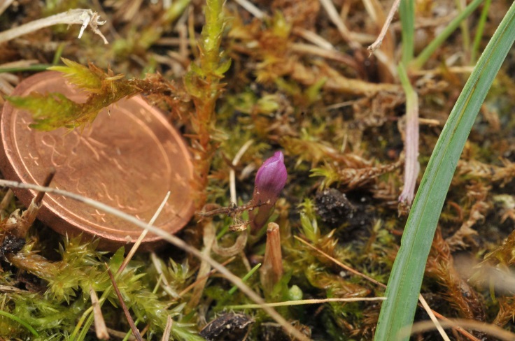 Habitus von Gentianella uliginosa (Foto: E. Zippel)