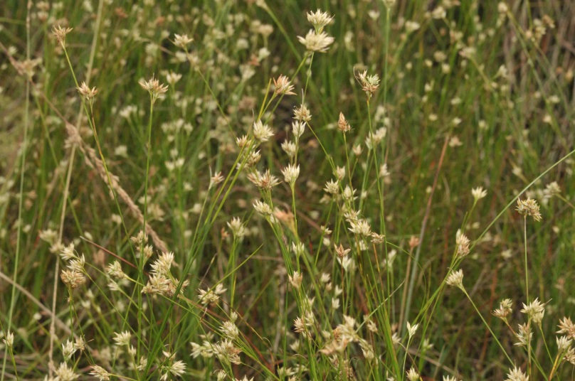 Habitus von Rhynchospora alba