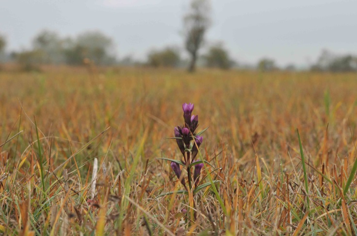 Lebensraum von Gentianella uliginosa (Foto: E. Zippel)
