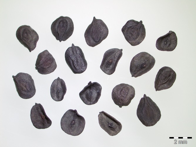 Samen von Dianthus gratianopolitanus