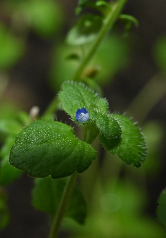Blüte von Veronica opaca (Foto: Botanischer Garten und Botanisches Museum Berlin, E. Zippel)
