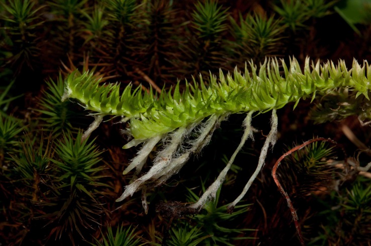 Trieb mit Rhizomen von Lycopodiella inundata
