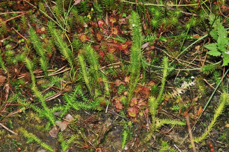 Habitus von Lycopodiella inundata