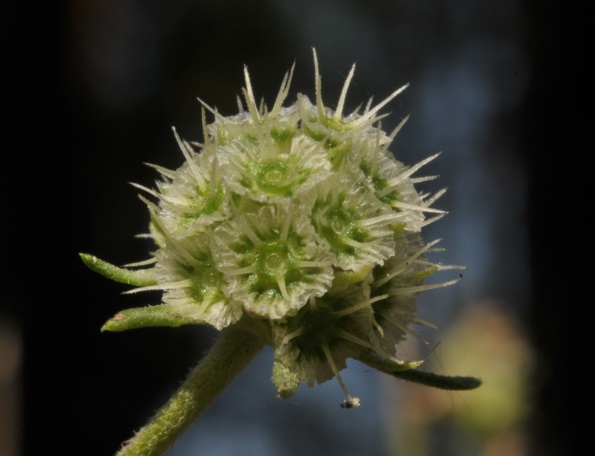 Fruchtstand von Scabiosa canescens