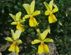 Habitus von Viola calaminaria