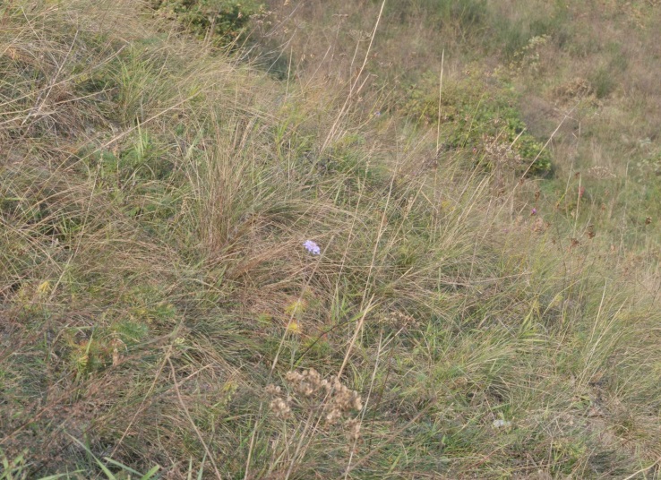 Lebensraum von Scabiosa canescens