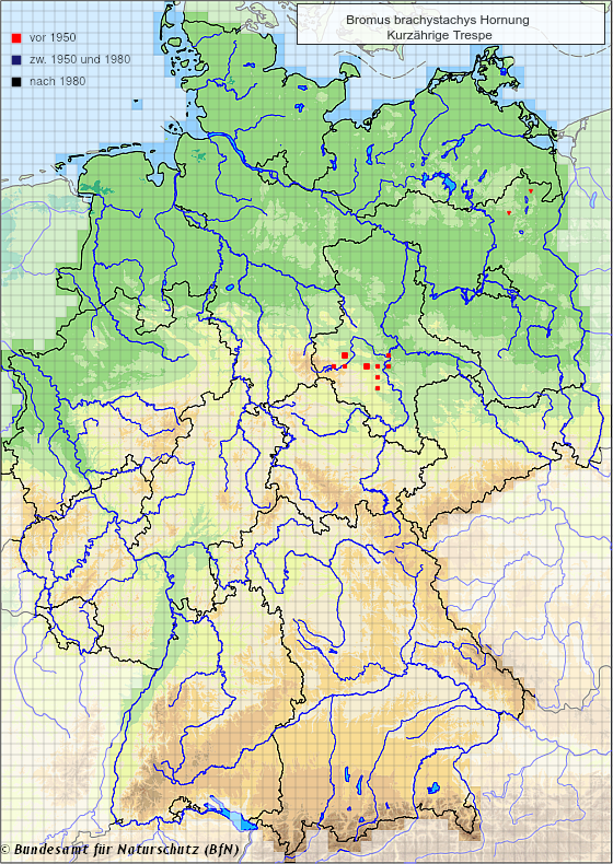 Verbreitungskarte von Bromus brachystachys (Quelle: BfN 2013)
