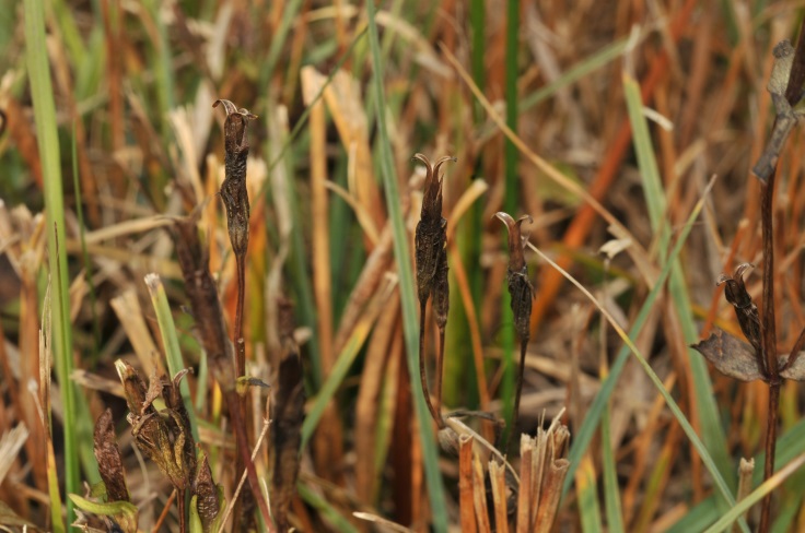 Fruchtstand von Gentianella uliginosa