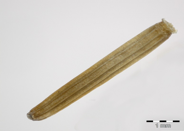 Frucht von Crepis mollis