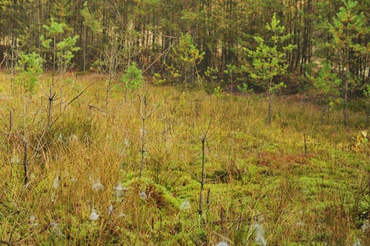 Lebensraum von Lycopodiella inundata