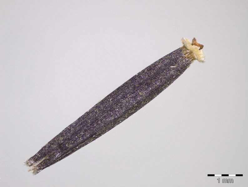 Einzelfrucht (Achäne) von Arnica montana