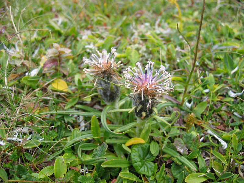 Datei:Saussurea pygmaea.jpg