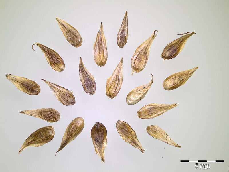 Einzelfrüchte von Carex pseudobrizoides